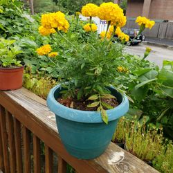 Marigold Plant For Summer Out Side Flowers