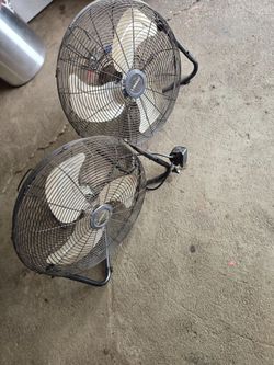 Fans
