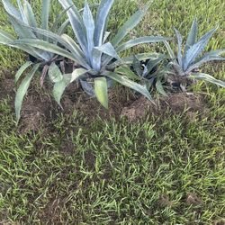 Blue Agave