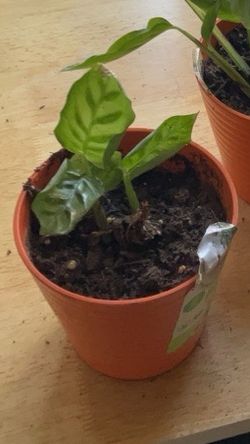 Small Calathea Plant in Orange Pot