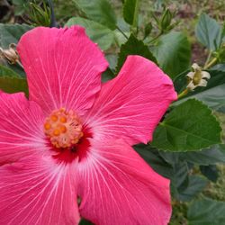 Hibiscus Plants