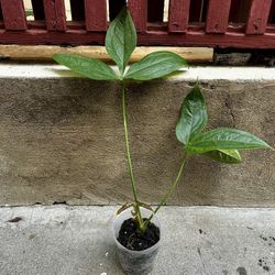 Anthurium Clavigerum 4” Live Plant 