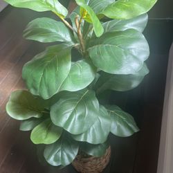 Artificial Fiddle leaf Fig tree