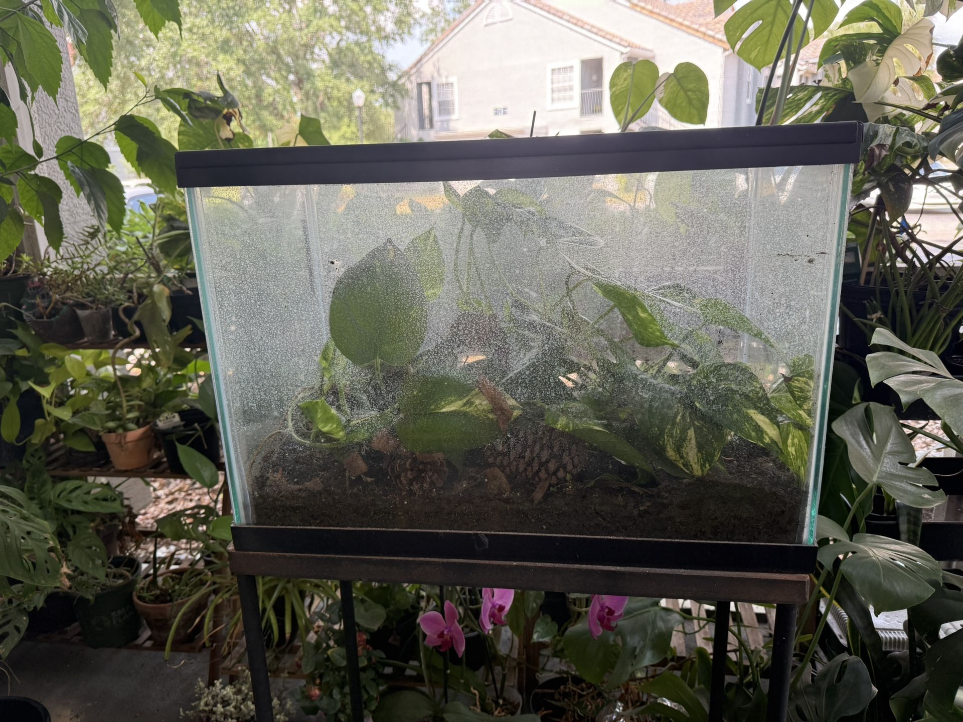 Fish Tank with Pothos