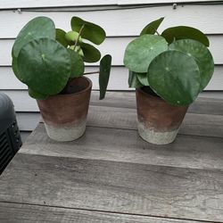 2 Artificial Plants