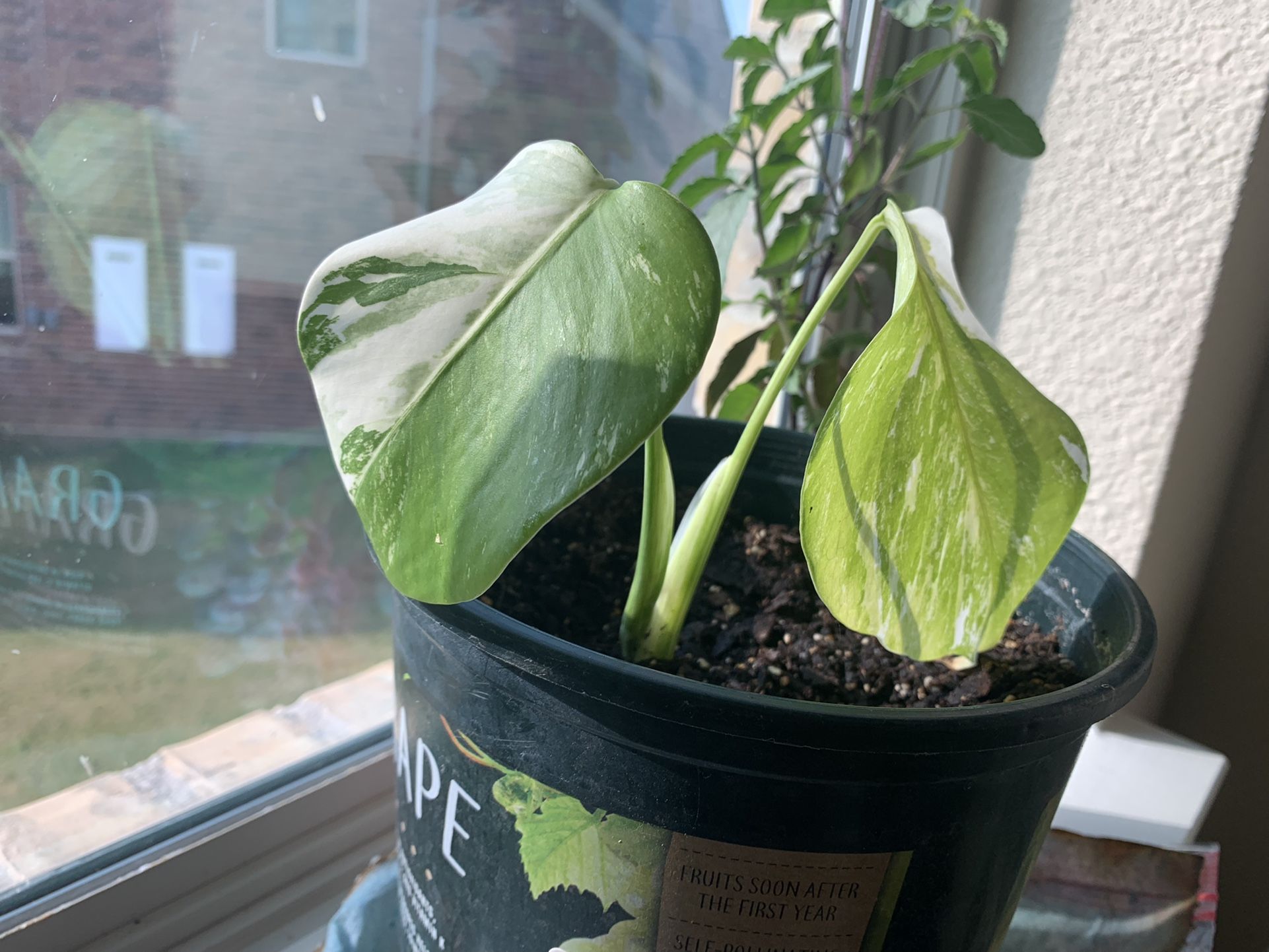 Albo Monstera Well Rooted With 3 Leaf