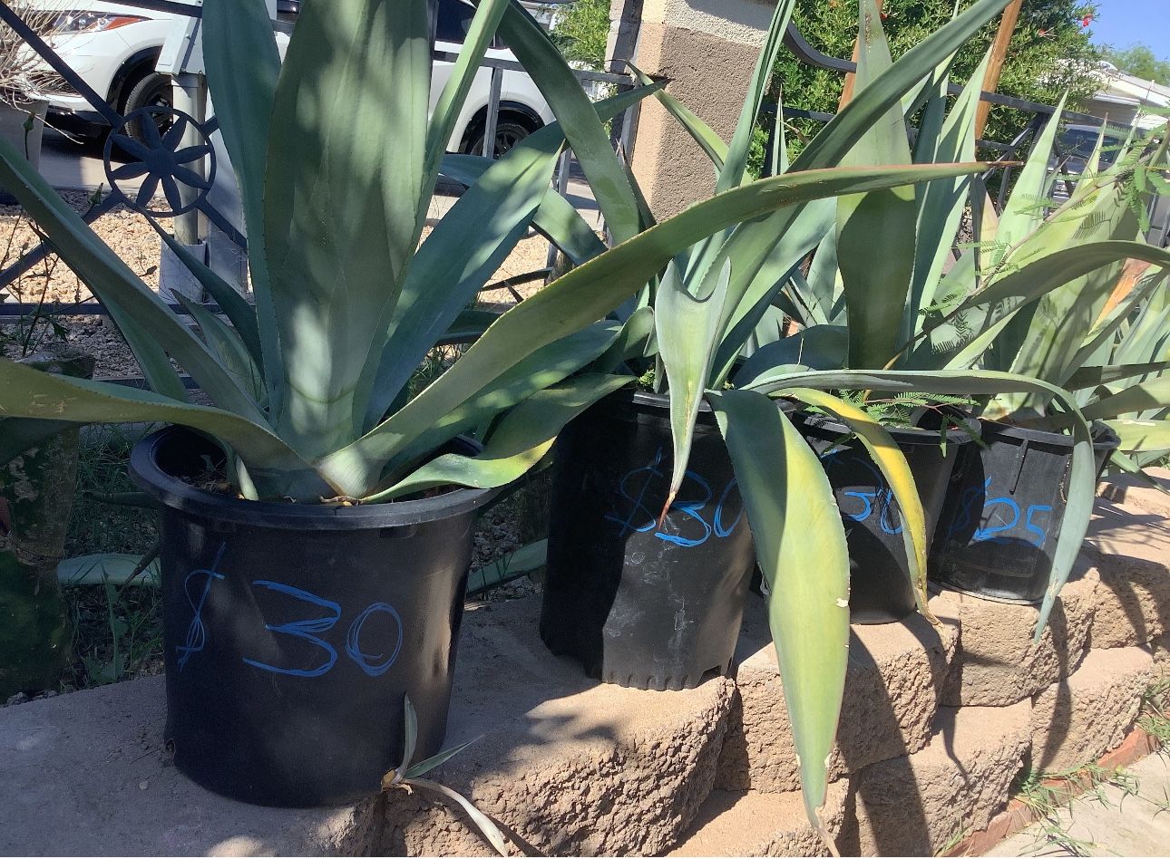 Agave Plant 