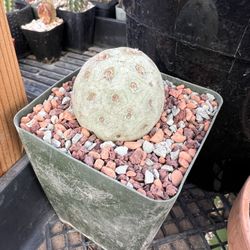 Tephrocactus geometricus - Golfball / Snowman cactus - 4inch Pot - One Ball
