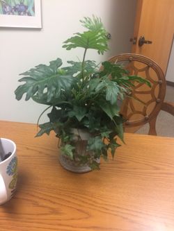 Small 6" desk plant