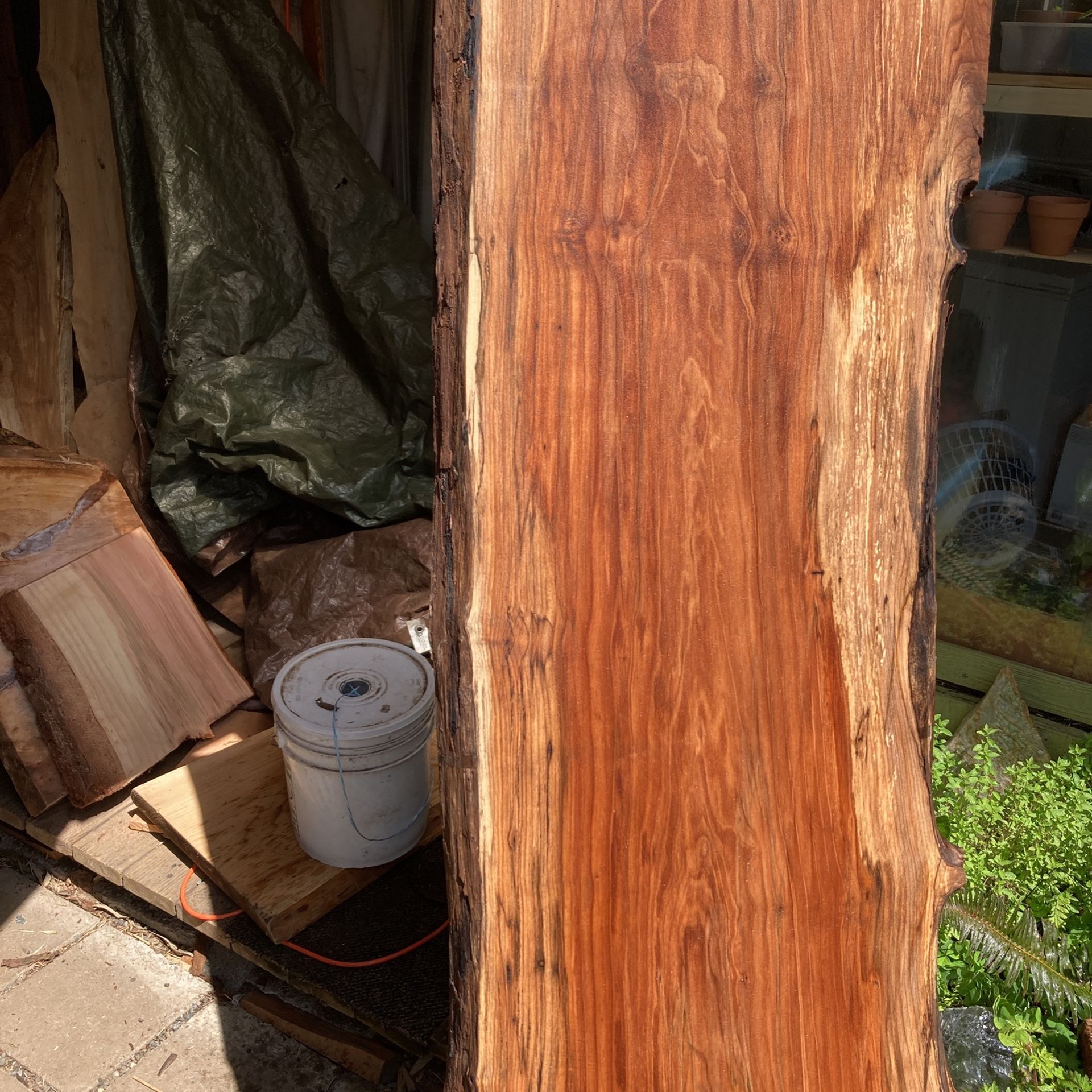 Sanders faulted maple bartops