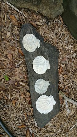 Virginia's State Fossil Pending