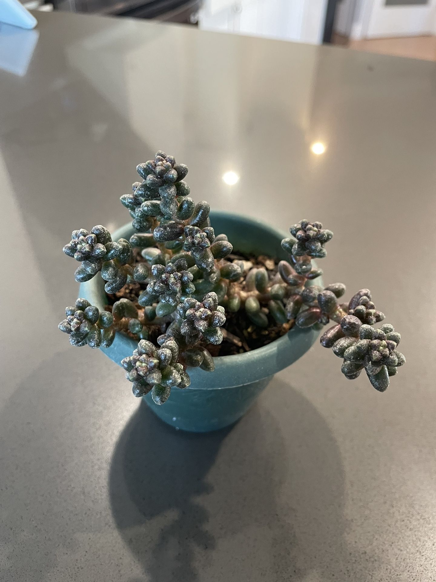Succulent 