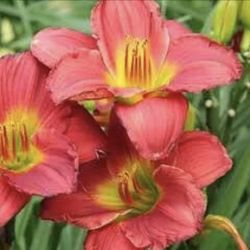 “Red Hot Returns” Daylily
