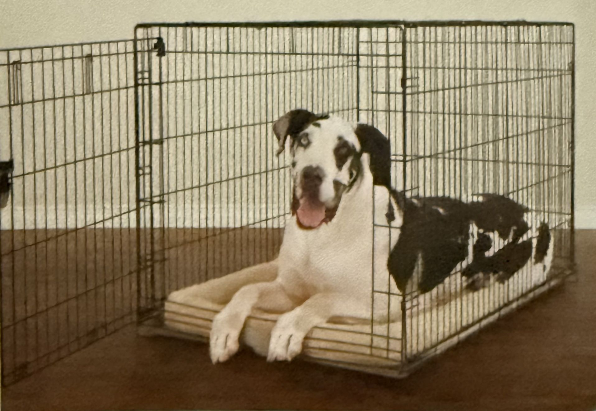 Large 1-door Dog Crate