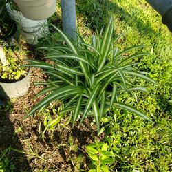 Spider Plants 