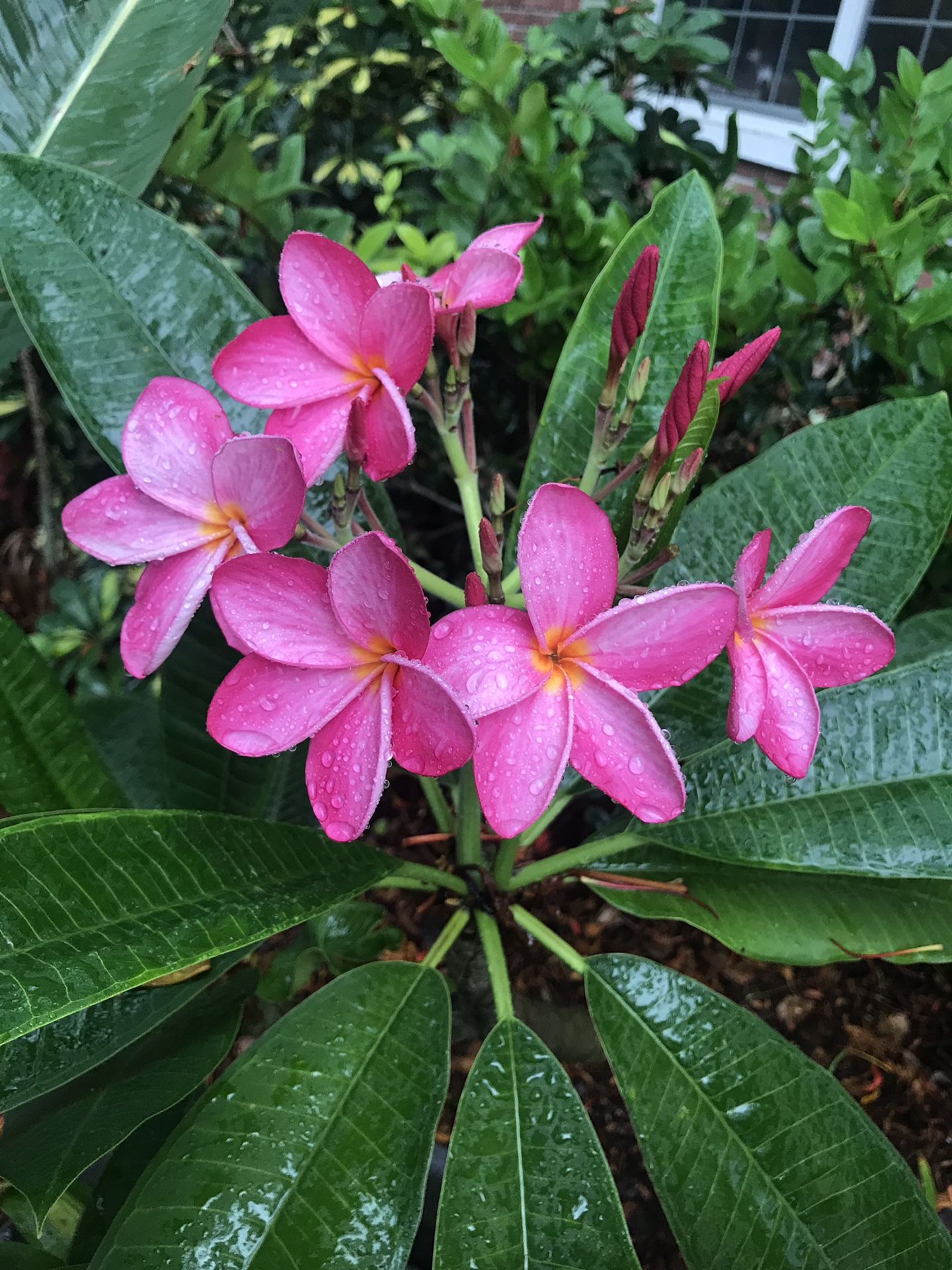 Plumeria rooted plants (shipping available)