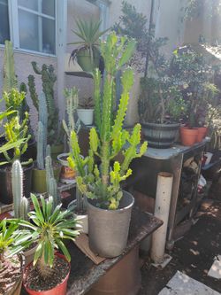 Euphorbia Dragon Bones Cactus