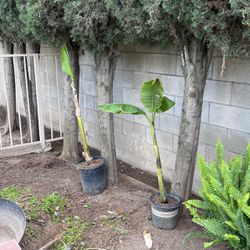  Banana Plants