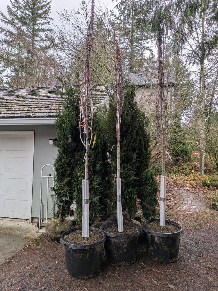 12ft Maple October Glory Tree (2" trunk diameter)