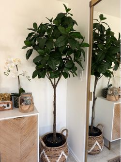 5’-6’ plants