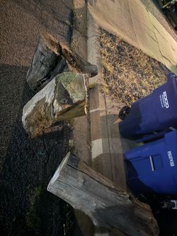 Big logs for firewood