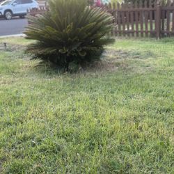 Palm Tree