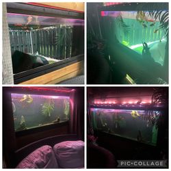 Wall mounted flat fish tank