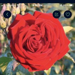 Fragrant Perfume Rose Starter Plant Free Yellow Iris In 3 Gallon Pot