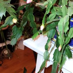 Christmas Cactus In Bloom With Beautiful Pot