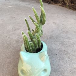 Planta Decorativa Con Cactus