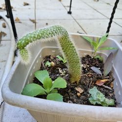 Fox Cactus, Mother Of Thousands, succulent Plant 