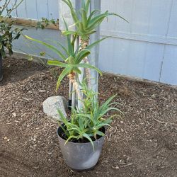 Aloe Vera Plant