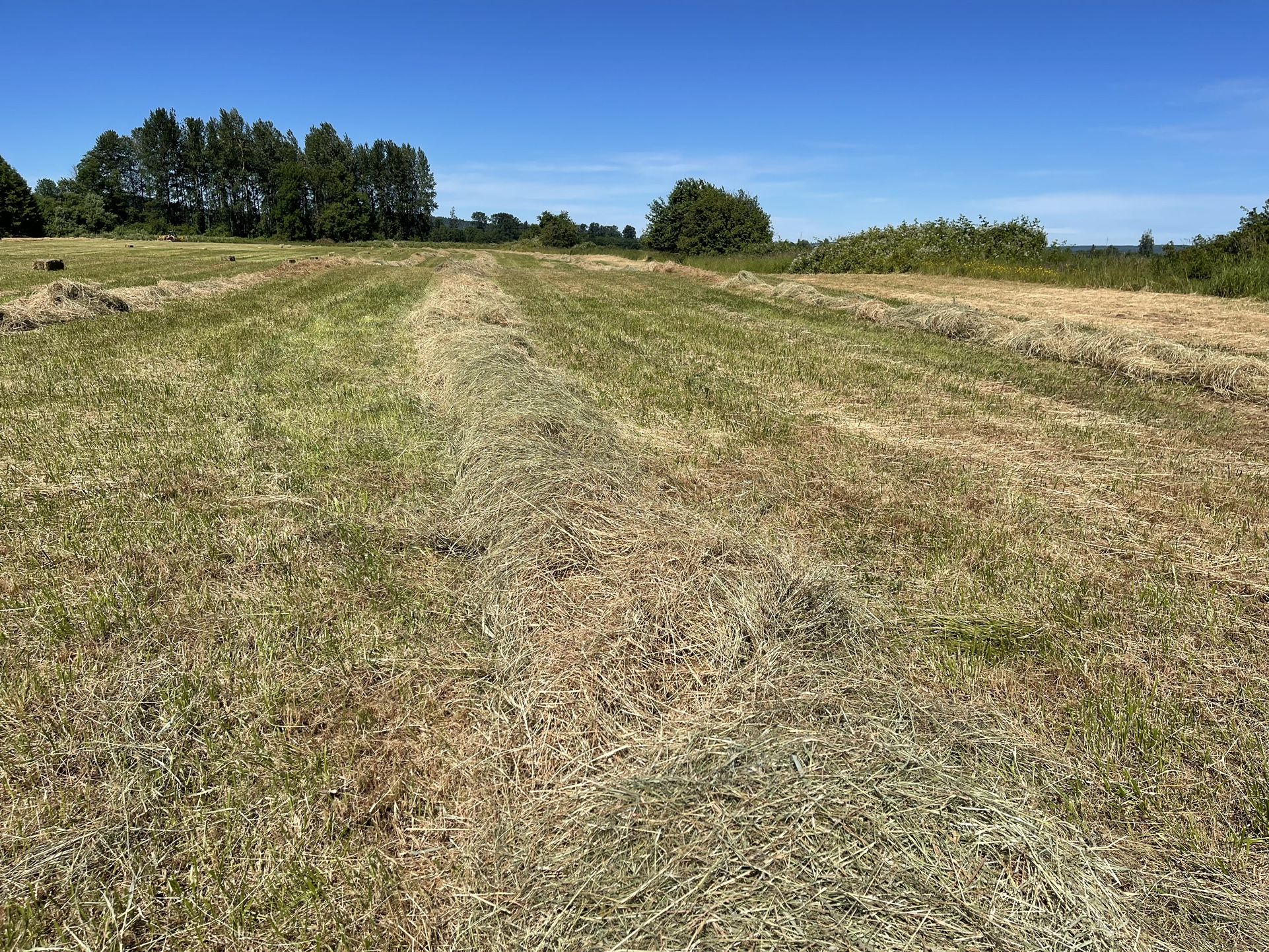 Hay