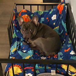 Black Dog Bed With Rails