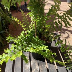 Boston Fern
