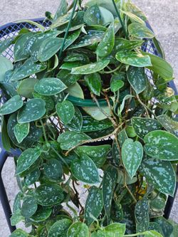 Silver Pothos houseplant live