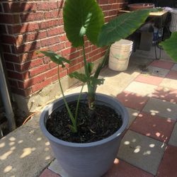 Elephant Ear/ Oreja De Elefante 