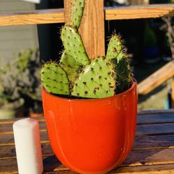 Live outdoor Prickly Pear cactus 🌵plant in a red ceramic planter pot—firm price