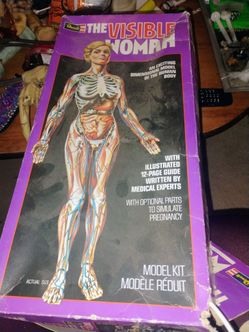 The Anatomical Woman Plastic Model