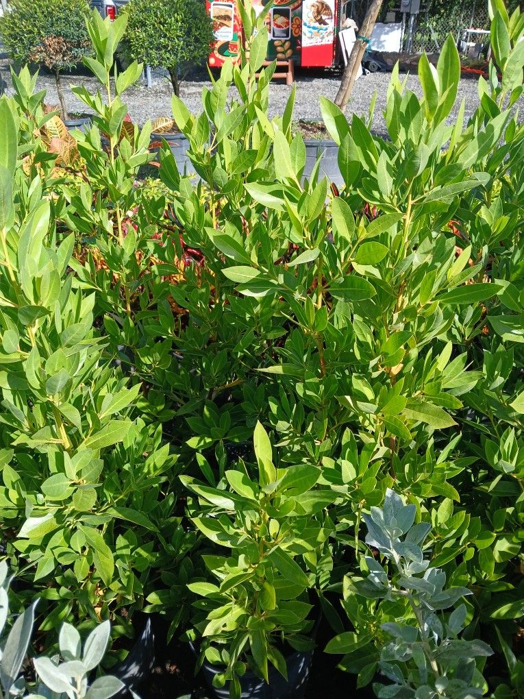 Greenbuttonwood hedges on huge sale $6
