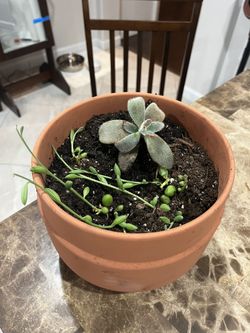 Plant: Succulents