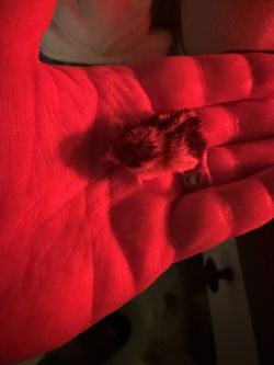 Button quail 