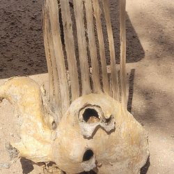 Saguaro Ribs With Double Boot Bird Nest