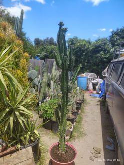 Euphorbia cactus succulent plant