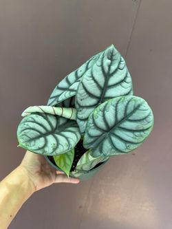 6” alocasia silver dragon