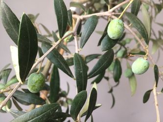 Arbequina olive tree with pot
