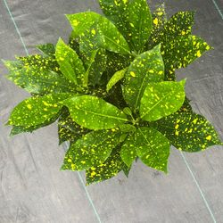Croton Gold Dust 6 Inch Pot 