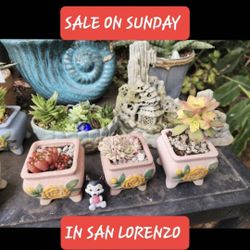 SUCCULENT POTTED PLANT SALE $14 EACH PLUS MORE SALE SUNDAY