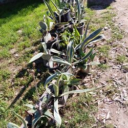 Aloe, Cactus, Agaves. By Donation To Help A Friend. Anything You Can Give Per Plant Is Good