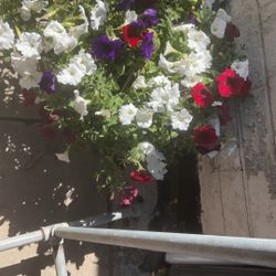 Huge Pansy Arrangement